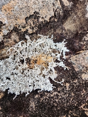 Stereocaulon vesuvianum