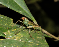 Chiromyzinae