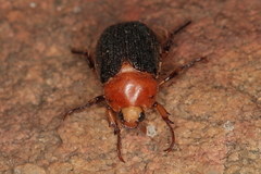 Scarabaeidae