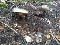 Amanita nothofagi