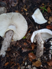 Amanita nothofagi