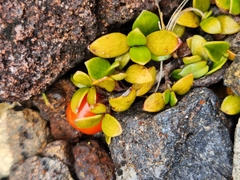 Coprosma perpusilla perpusilla
