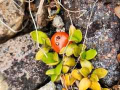 Coprosma perpusilla perpusilla