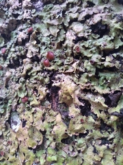 Lobaria adscripta