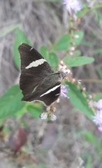 Oechydrus chersis rufus