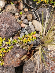 Coprosma perpusilla perpusilla