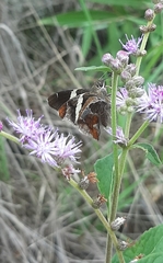 Oechydrus chersis rufus