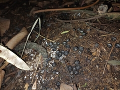 Cyathus