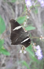 Oechydrus chersis rufus