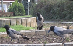 Corvus cornix