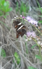 Oechydrus chersis rufus