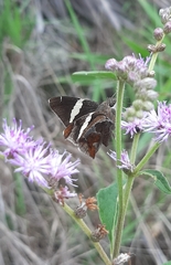 Oechydrus chersis rufus