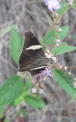 Oechydrus chersis rufus