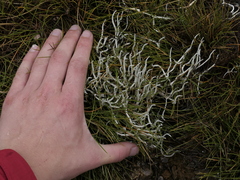 Thamnolia vermicularis