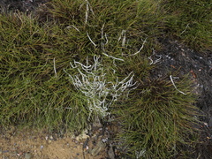 Thamnolia vermicularis