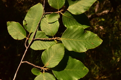 Nothofagus alessandrii