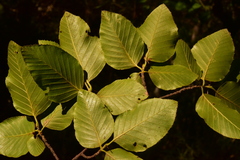 Nothofagus alessandrii