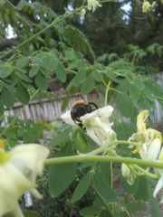 Xylocopa virginica image