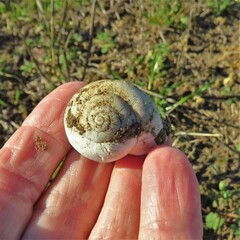 Otala lactea
