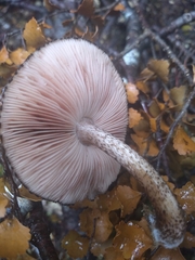 Pluteus perroseus
