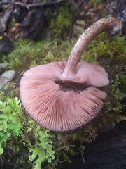 Pluteus perroseus