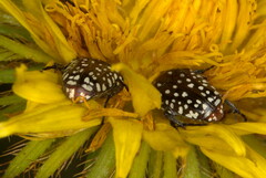 Oxythyrea testaceoguttata