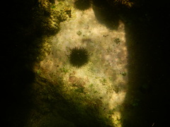 Echinometra lucunter