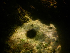 Echinometra lucunter