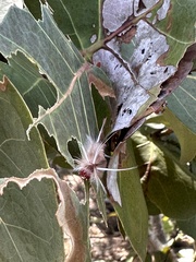 Halysidota cinctipes