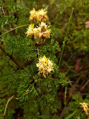 Petrophile canescens