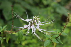 Orthosiphon aristatus