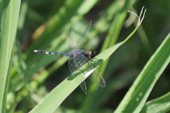 Erythrodiplax nigricans