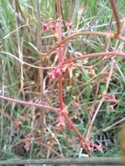 Rumex dumosus