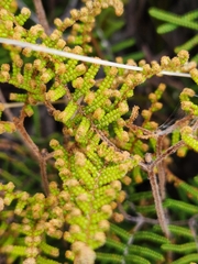 Gleichenia alpina