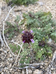 Salvia columbariae