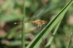 Erythrodiplax nigricans