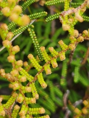 Gleichenia alpina
