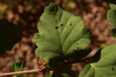 Nothofagus glauca