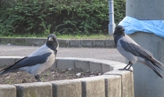 Corvus cornix