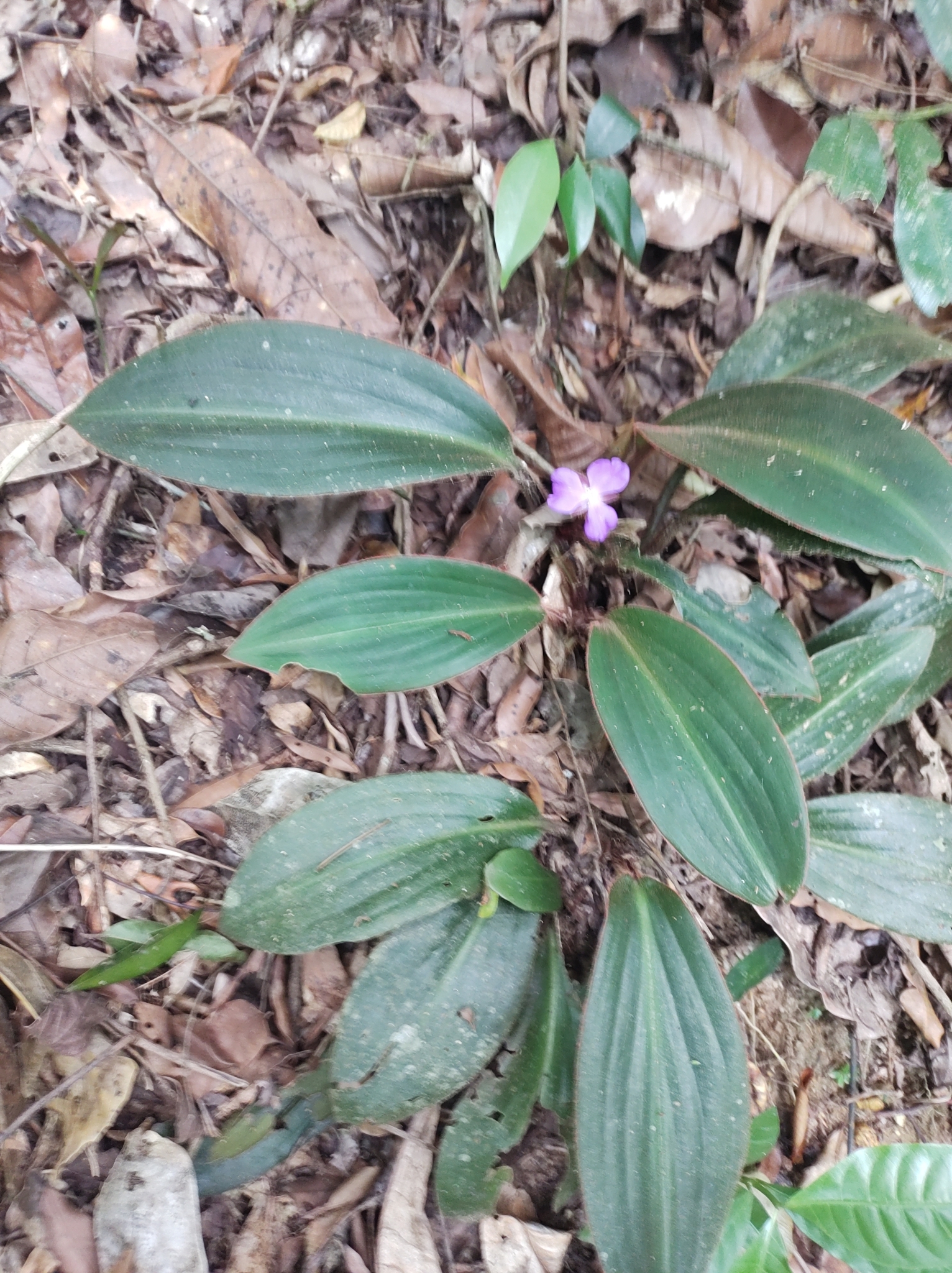 Imagem de Orquídea bambu