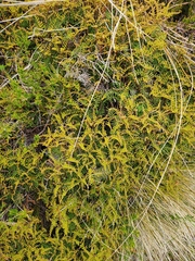Gleichenia alpina