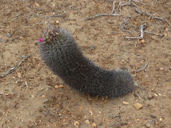 Eriosyce nigrihorrida