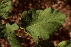 Nothofagus glauca