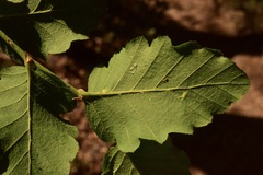 Nothofagus glauca