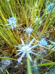 Eryngium vesiculosum