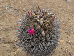 Eriosyce nigrihorrida