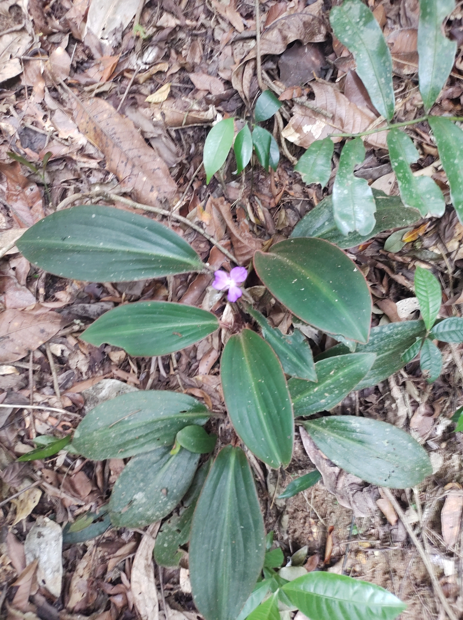 Imagem de Orquídea bambu