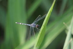 Erythrodiplax nigricans