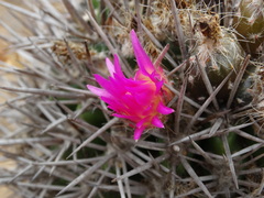 Eriosyce nigrihorrida