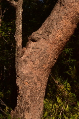 Nothofagus glauca